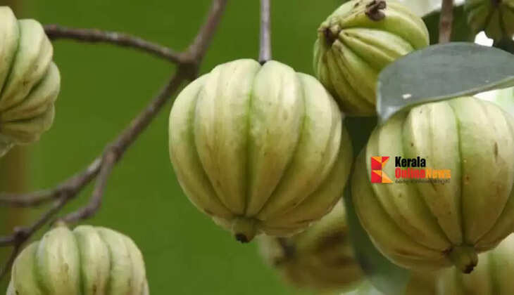 kudampuli