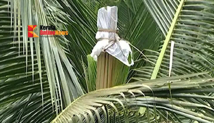 Bud rot disease poses a threat to coconut trees during the monsoon; farmers must remain vigilant.