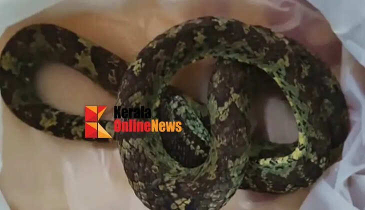 A young man arrived at the hospital with a snake bite; incident in Thamarassery