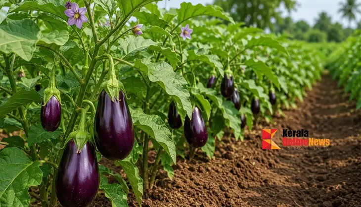 Eggplant that yields for a long time