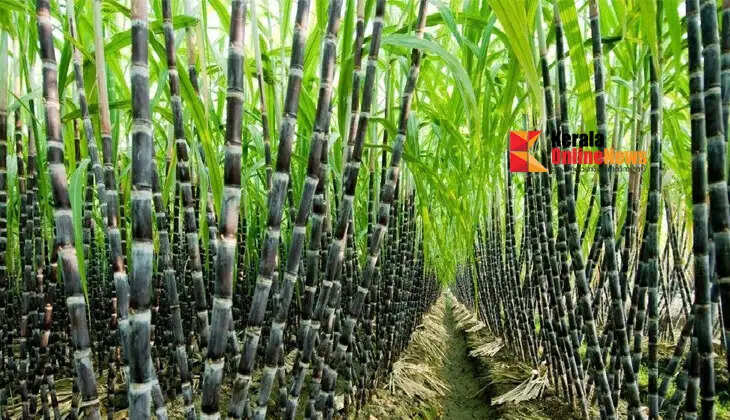 Making Sugarcane Cultivation Profitable: Key Factors for a Bumper Harvest