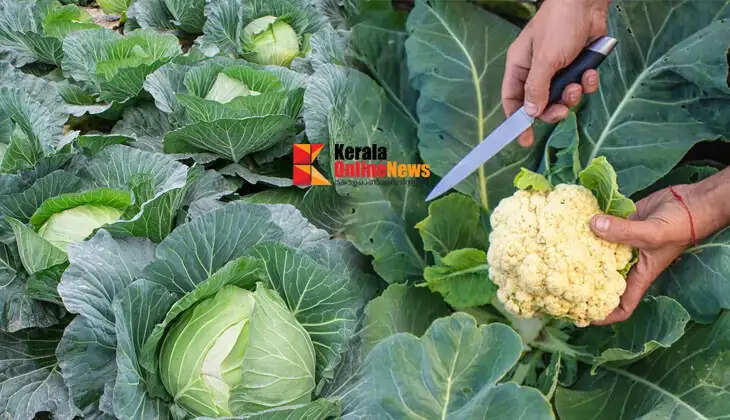 Now you too can grow cabbage and cauliflower