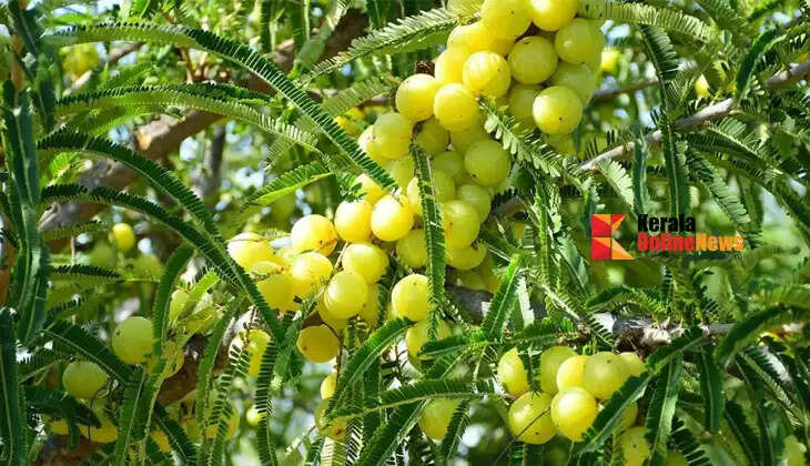 The Amla tree: A treasure trove of medicinal properties; growing it in your backyard offers double the benefits.