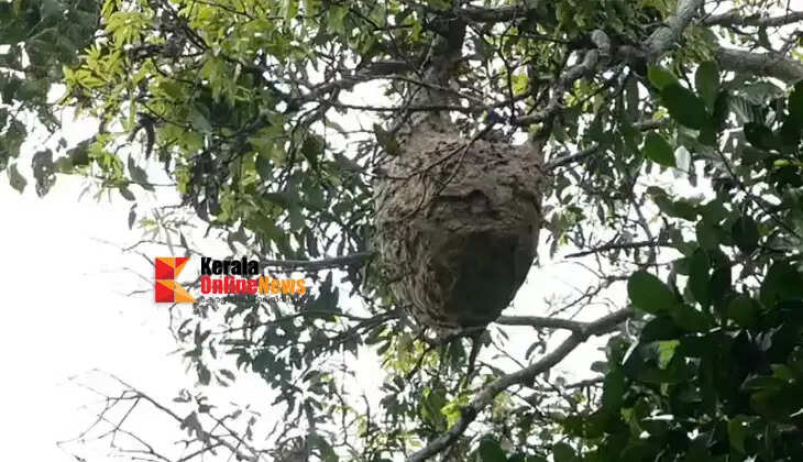 Massive hornet nest poses a threat near Karimbam Farm, Taliparamba; urgent removal demanded.Massive hornet nest poses a threat near Karimbam Farm, Taliparamba; urgent removal demanded.