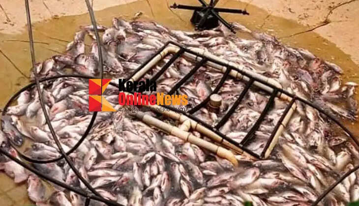 Retired fish farmer in Thaliparambi: Anti-social elements attack S. I's house: 2000 fish die