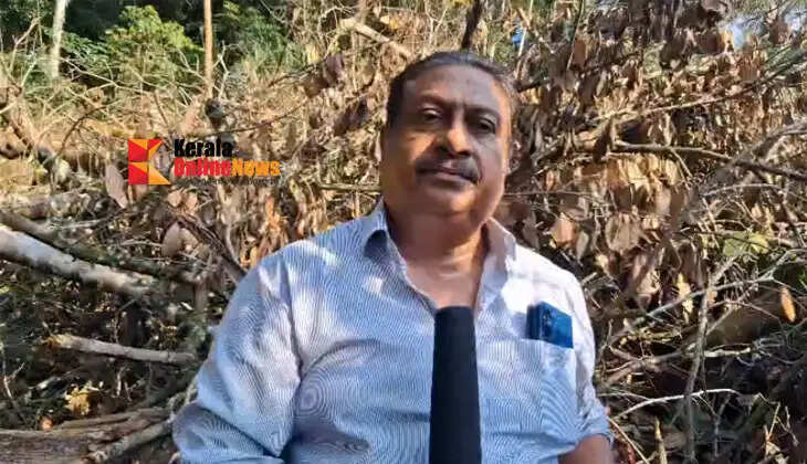 In Thiruvalla, a tree worth lakhs was felled under the guise of a 'touching cut' (a minor trimming); the owner only learned of it when timber merchants arrived at the house inquiring if there was a tree available for sale.4242