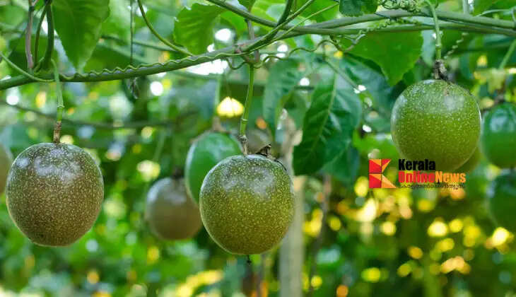 passionfruit