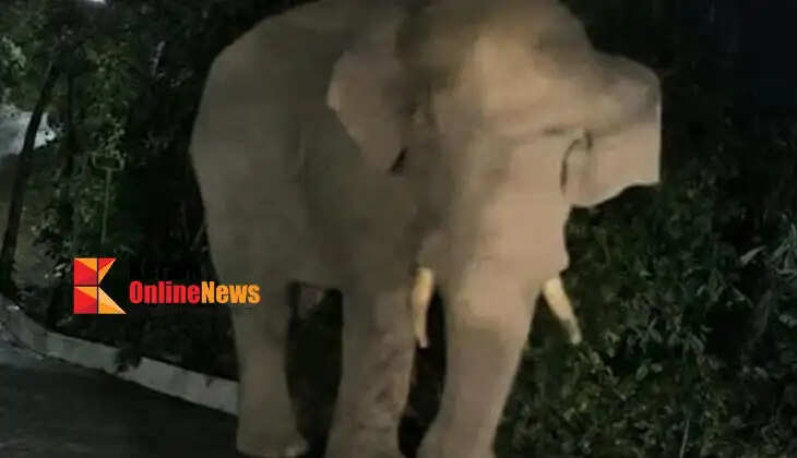 Wild elephant enters house courtyard in Adakkathode, Kannur; locals shocked.