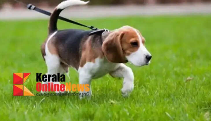 Abandoning a pet dog will result in a fine of Rs 10,000, says government