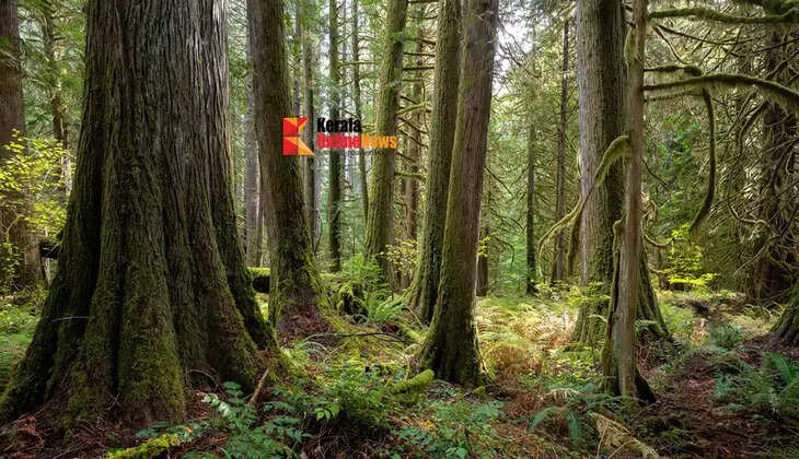 The bodies of two girls were found hanging in a forest in Odisha