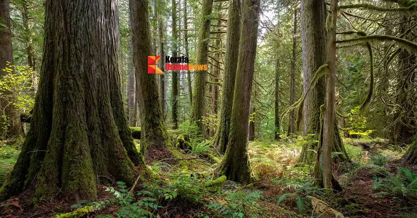 The bodies of two girls were found hanging in a forest in Odisha