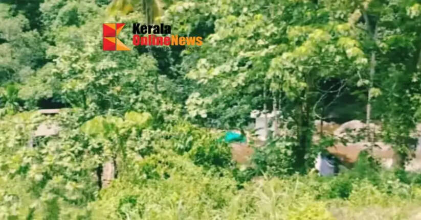 Wild elephant killed in Kannur Kottiyoor Palchuram incident; Forest Department begins investigation