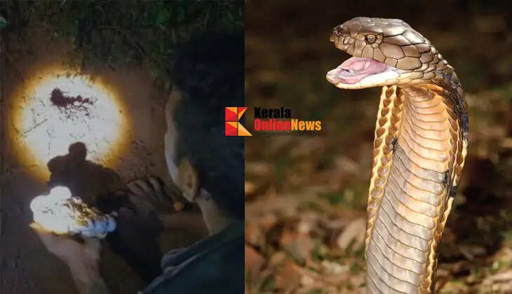 When a man in Thiruvananthapuram went to catch a cobra, he found two and 30 eggs in a chicken coop.