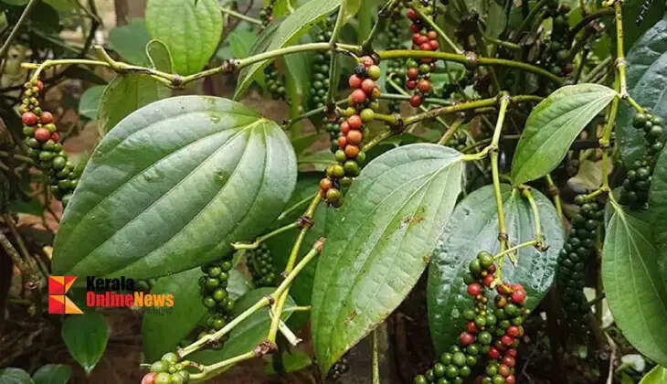 these things and you can reap the gold. Anyone can do pepper farming