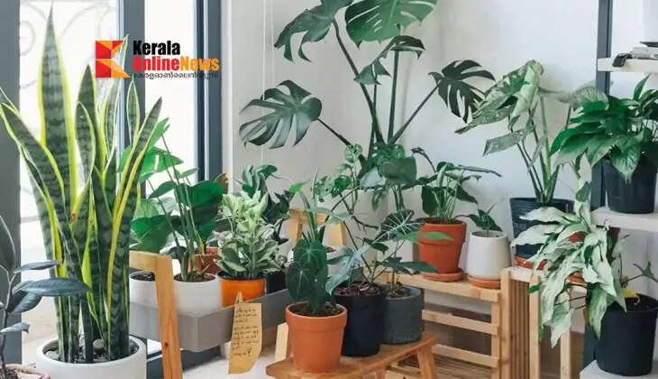 These 5 indoor plants will make your home beautiful and peaceful