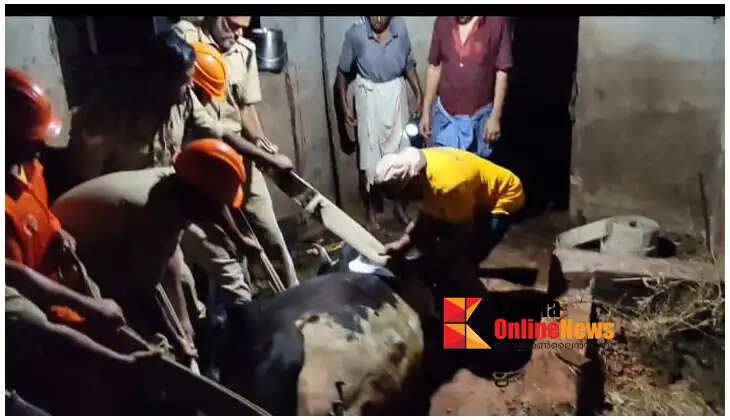 Firefighters rescue cow that fell into a ditch