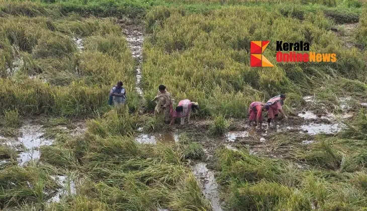 Rampage by a herd of wild boars; acres of paddy crops destroyed.