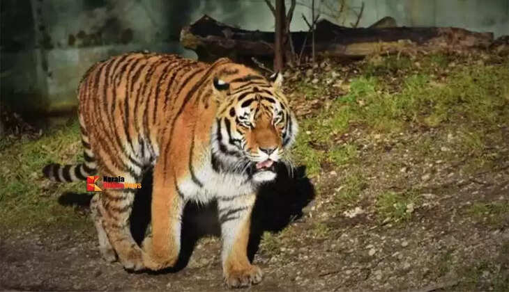 tiger