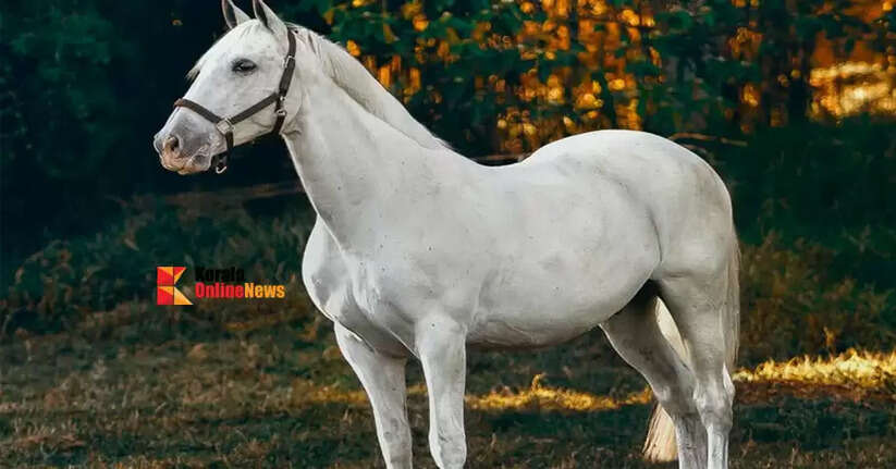 30-year-old man arrested for sexually assaulting horse in Maharashtra