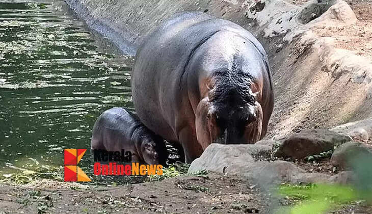 Veterinarian dies tragically in hippopotamus attack at zoo