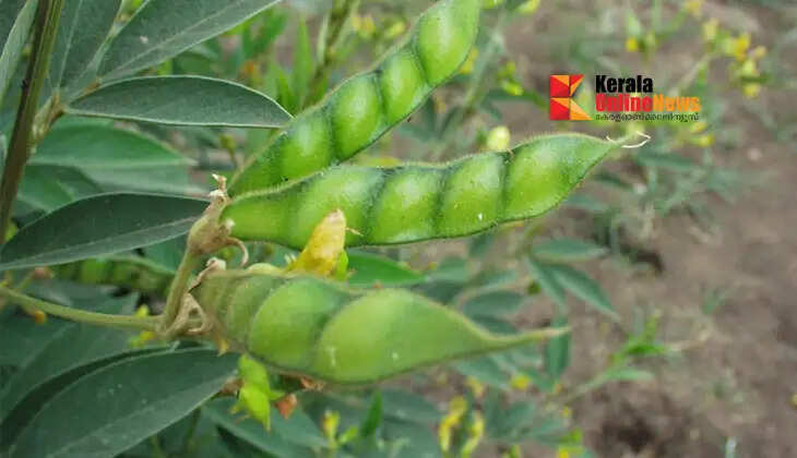Let's cultivate a nutritious variety of yams