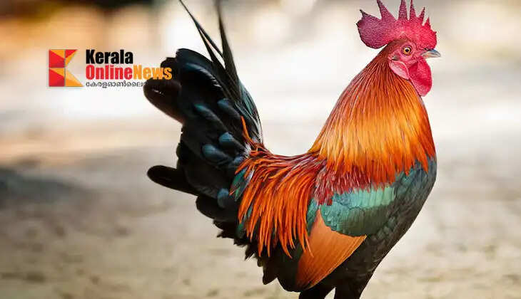 Rooster attacks elderly woman in Kollam; seriously injured