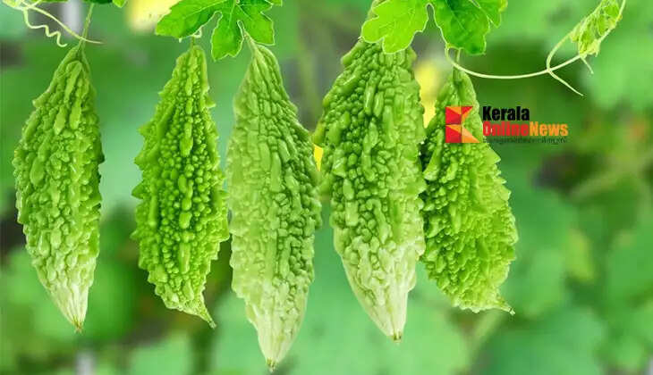 Lack of space? Cultivating papaya is now easier