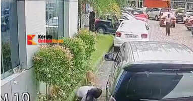 In Kannur a stray dog that bit about fifty people was found dead