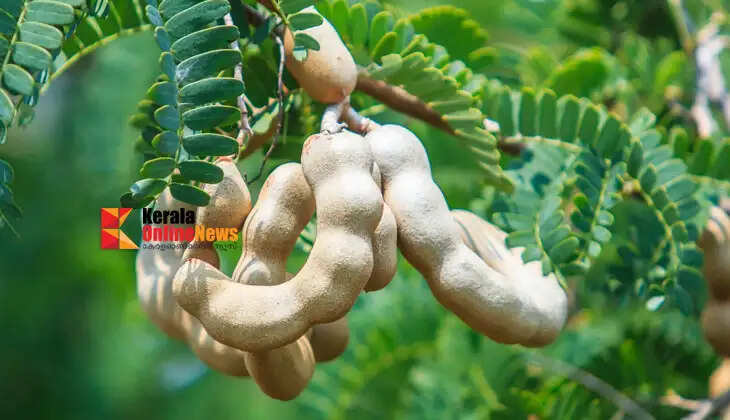 Follow these tips to ensure a tamarind tree bears fruit abundantly; a great annual yield is guaranteed.
