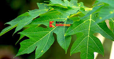 papaya leaf