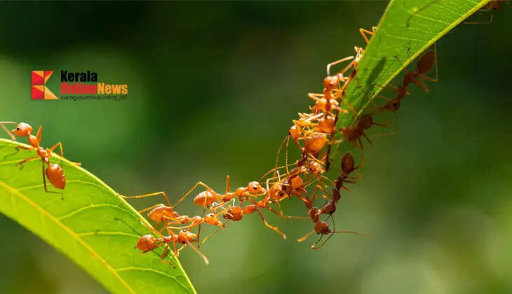ants