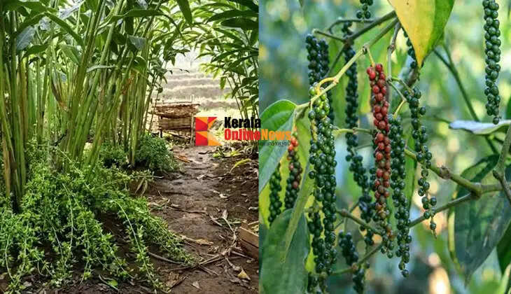 Spice Cultivation During the Monsoon: Key Points for a Bumper Harvest