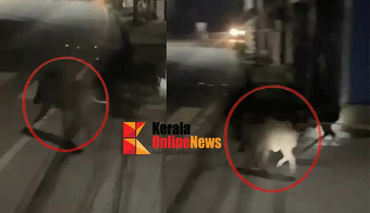Wild boar causes panic in Thalassery General Hospital compound