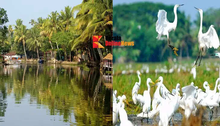 Kumarakom: Experience nature amidst the ripples of the backwaters.