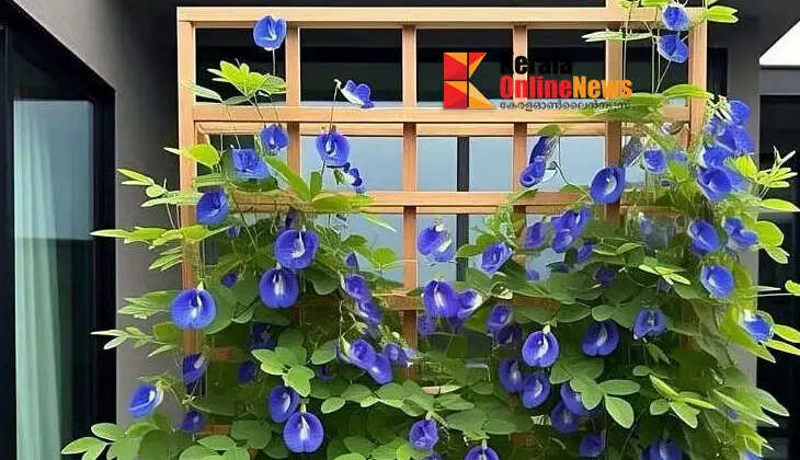 You can grow Goddess Durga's favorite flower in your home.