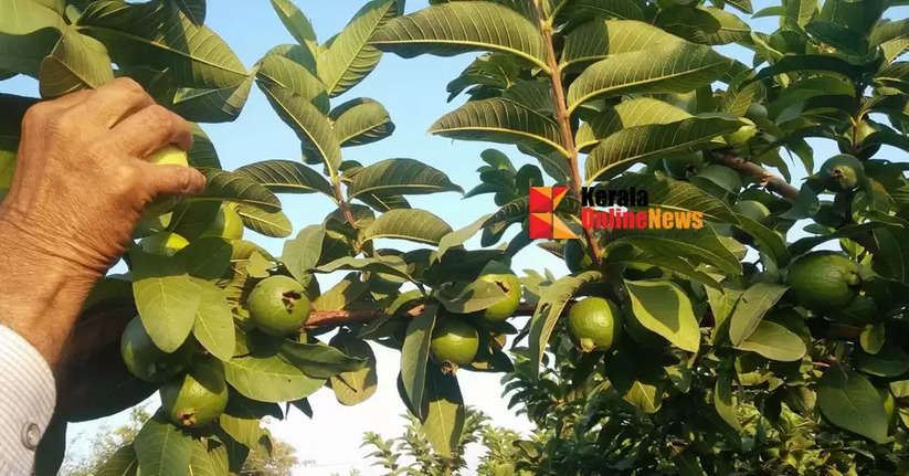 guava tree