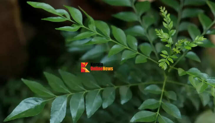 curryleaves