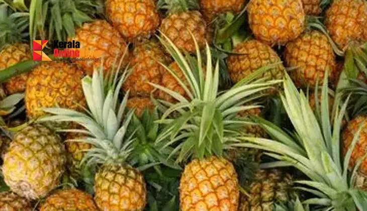 pineapple farming