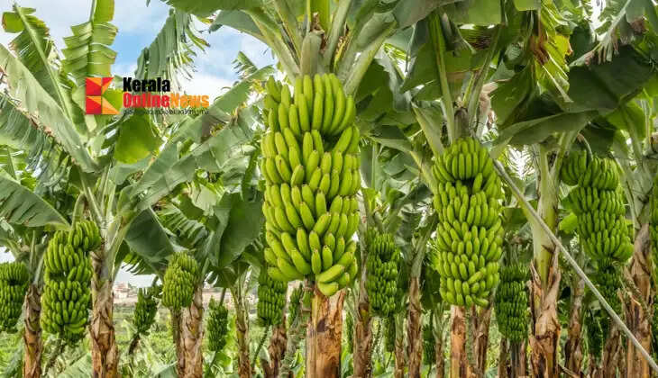 Do you want double the yield from banana cultivation? Here is the right way to apply fertilizer.
