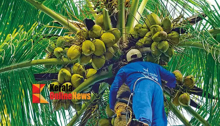 83 percent increase in income of coconut workers in the state