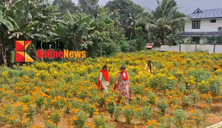 A 'Gundalpet' in Thiruvalla; A flower garden that adds beauty to the country