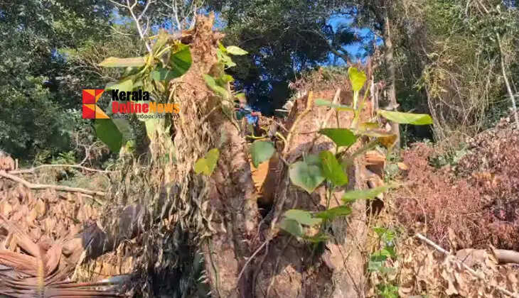 In Thiruvalla, a tree worth lakhs was felled under the guise of a 'touching cut' (a minor trimming); the owner only learned of it when timber merchants arrived at the house inquiring if there was a tree available for sale.
