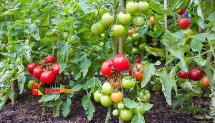 Are there any pests or diseases when growing tomatoes? If so, do this: