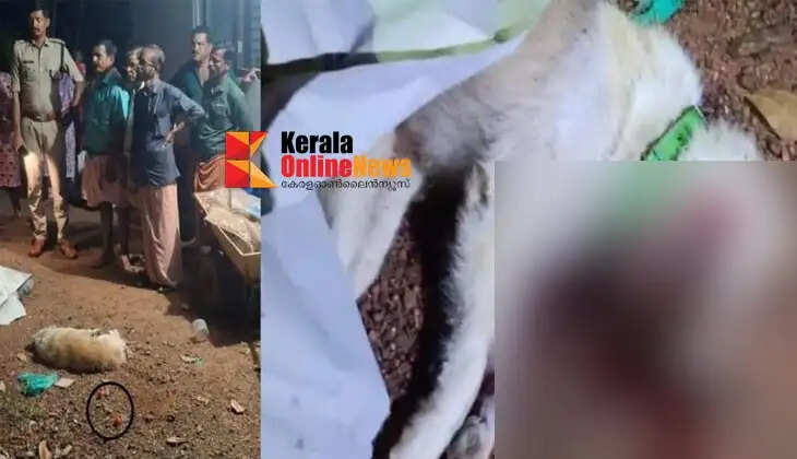 Dog dies after pig cracker explodes in Kannur: Police register case based on owner's complaint