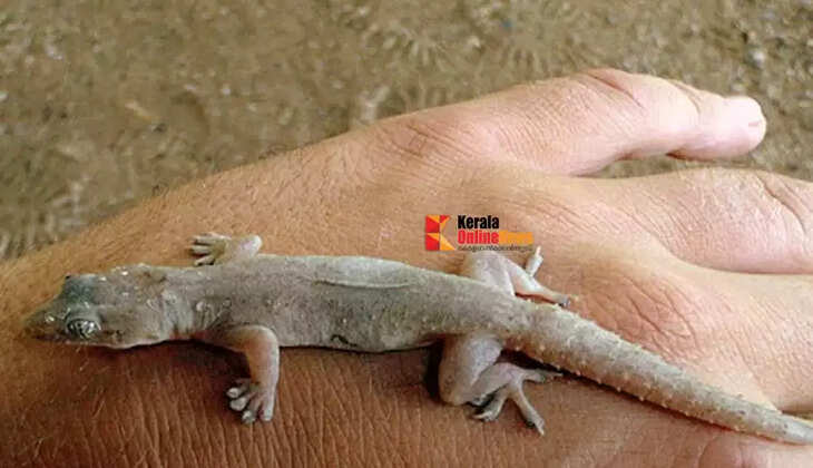 lizard