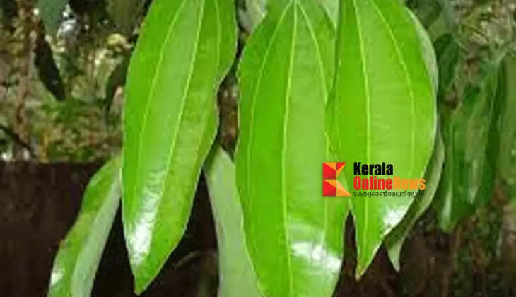karuvayila