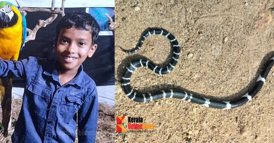 പാമ്പുകടിയേറ്റ് എട്ടുവയസുകാരന്‍ കൊല്ലപ്പെട്ട സംഭവം ; വീട്ടില്‍ നിന്ന് വീണ്ടും പാമ്പിനെ കണ്ടെത്തി