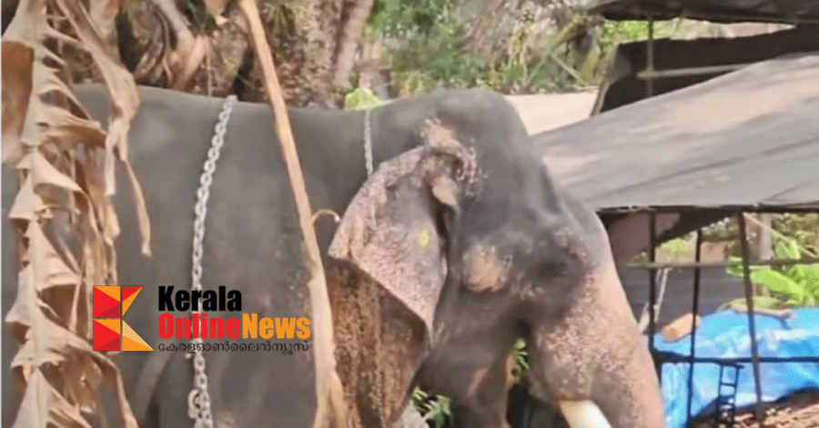 അങ്കമാലിയില്‍ ആന ഇടഞ്ഞു; ഒരാളെ ചവിട്ടിക്കൊന്നു, ആനയെ തളയ്ക്കാനുള്ള ശ്രമം പുരോഗമിക്കുന്നു