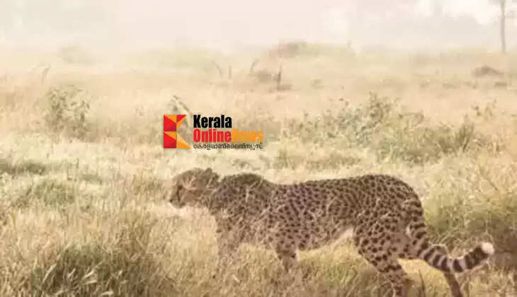 cheeta