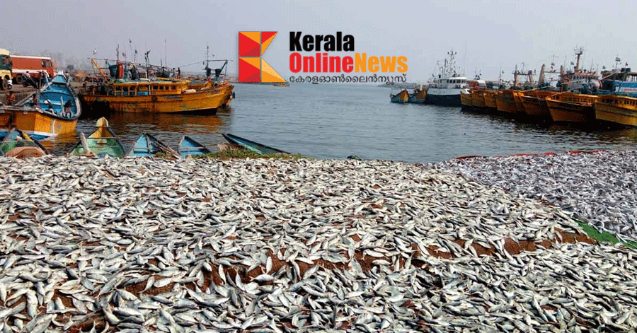 മത്സ്യ ലഭ്യതയിൽ ഇന്ത്യയിലാകെ മൂന്ന് ശതമാനത്തിൻ്റെ വർധനവ്; ഏറ്റവുമധികം തമിഴ്‌നാട്ടിൽ